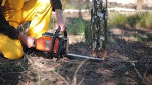 Reliable Selbyville, DE Tree Removal and Landscaping Services Solutions